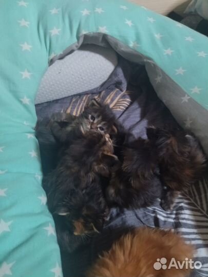 Котята мейн-кун