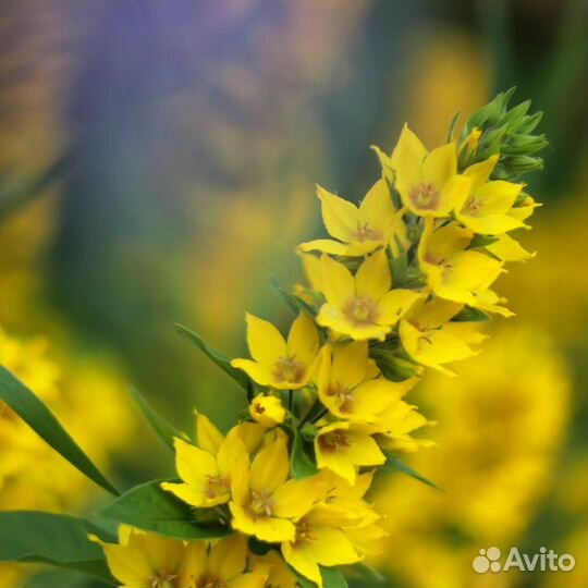 Объектив гелиос helios 81H 2/50