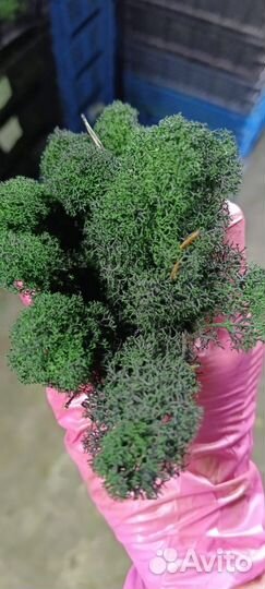 Мох стабилизированный оптом и в розницу