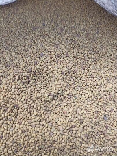 Семена люцерны