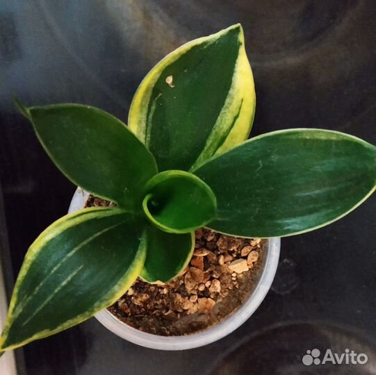 Сансевиерия хани крео