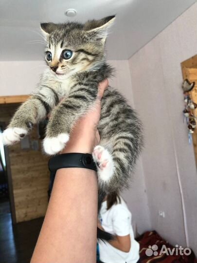 Отдам котят