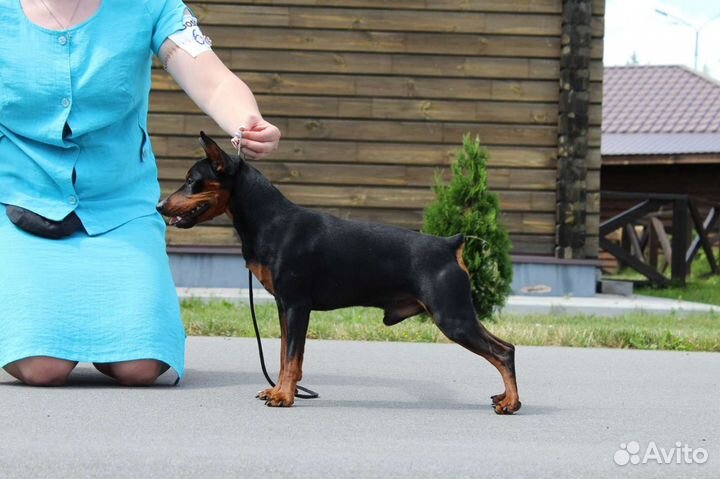 Вязка цвергпинчер