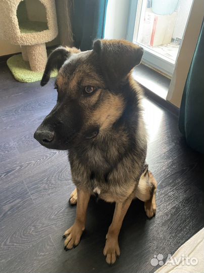 Собака в добрые руки