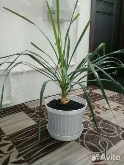 Комнатные растения