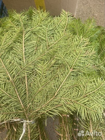 Веники. Береза. Дуб.Можжевельник. Пихта