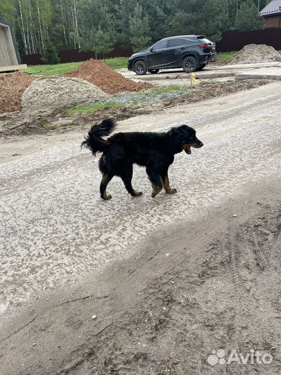 Найдена собака