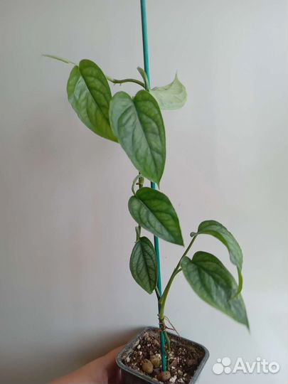 Монстера, эпипремнум, диффенбахия