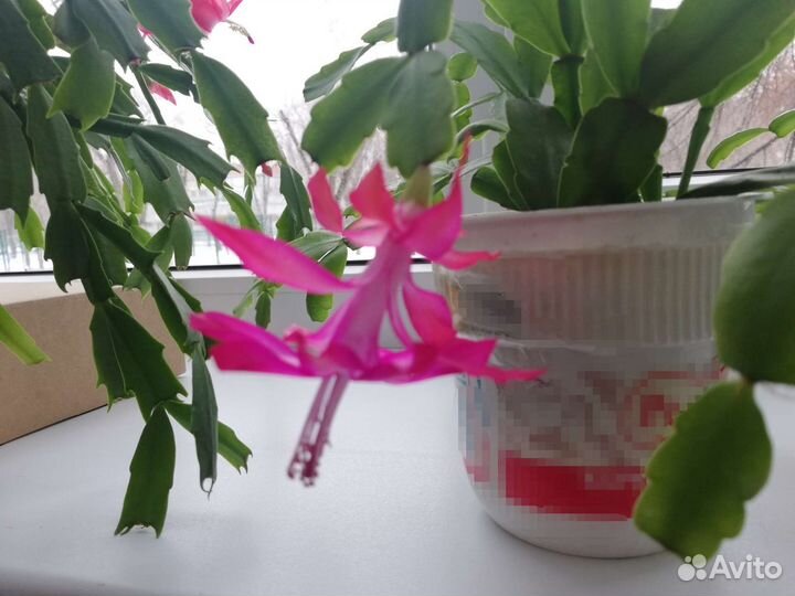 Декабрист шлюмбергера(рождественник)