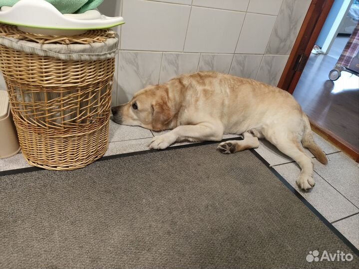 Кобель лабрадора вязка, Обьгэс