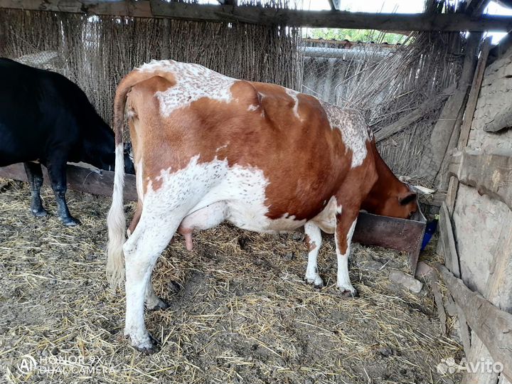 Молочные молодые