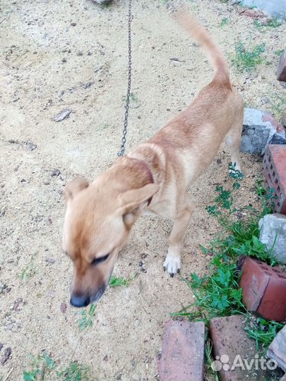 Отдам в добрые руки