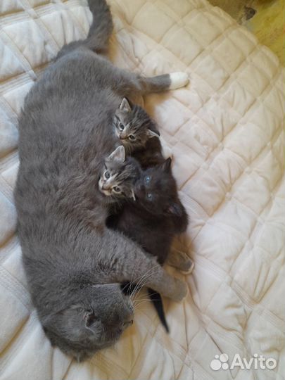Котята в добрые руки бесплатно