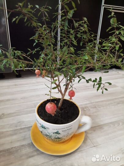 Гранат комнатный