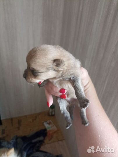 Щенки шпица мини