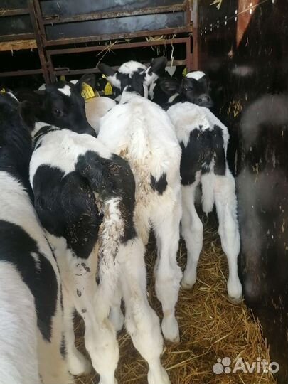 Бычки телки