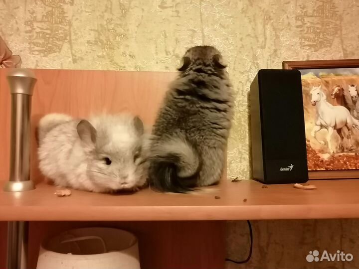 Королевская ангора