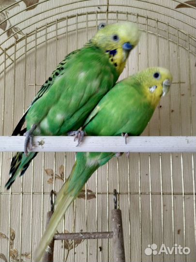 Волнистый попугай с клеткой