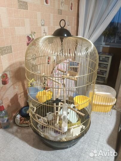 Клетка для птицы и попугай
