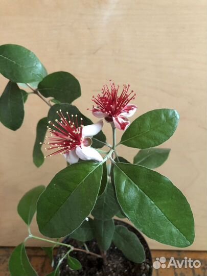 Гуава, Фейхоа, Олива, Лавр, Ваниль, Кофе