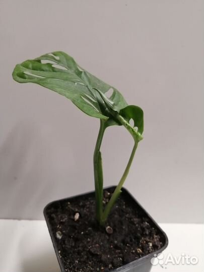 Монстера Манки