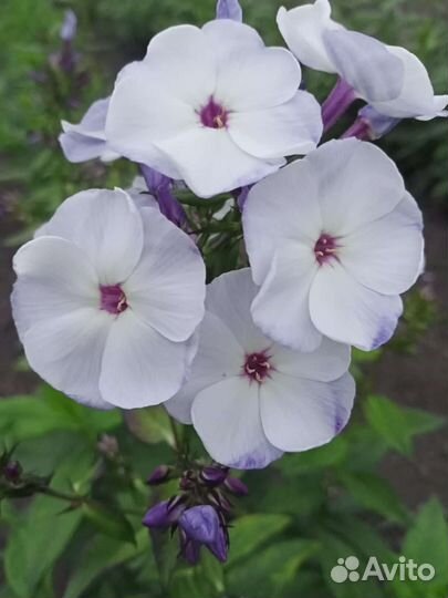 Флоксы сортовые