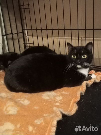 Очень красивая кошка Валенсия