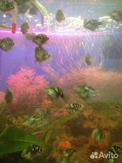 Аквариумные рыбки