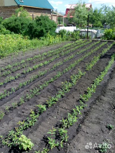 Саженцы яблони груши