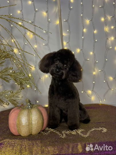 Передержка или воспитание собак