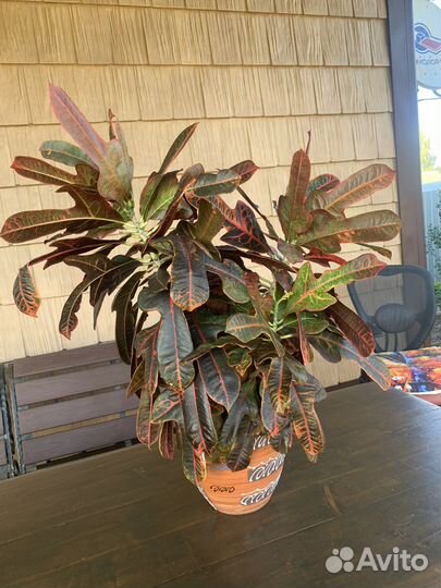 Кротон красный, желтый, мурайя