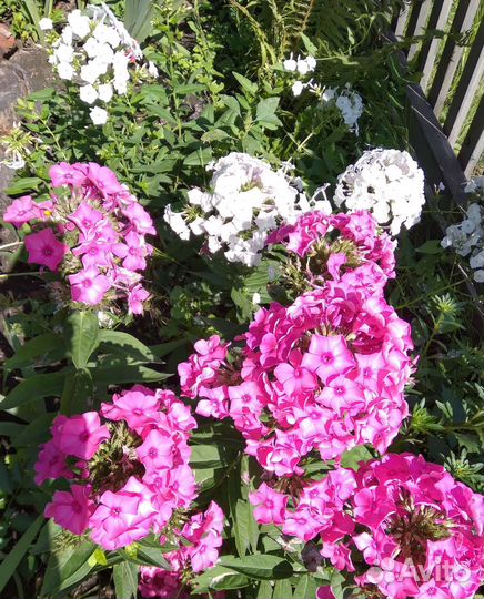 Лилия, Папоротник, флоксы, ромашка