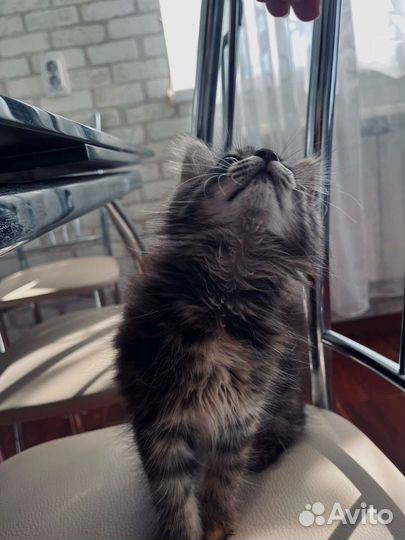 Маленькая кошечка