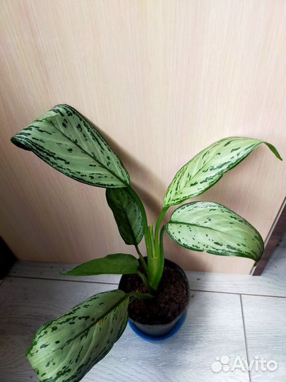 Аглаонема Сильвер Квин