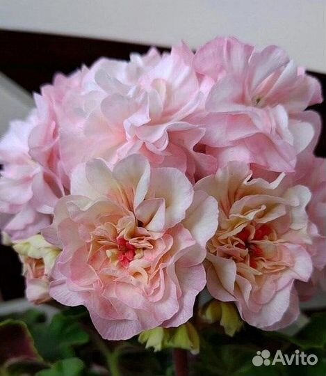 Пеларгония та марсель