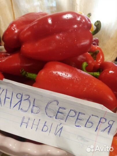 Рассада помидор