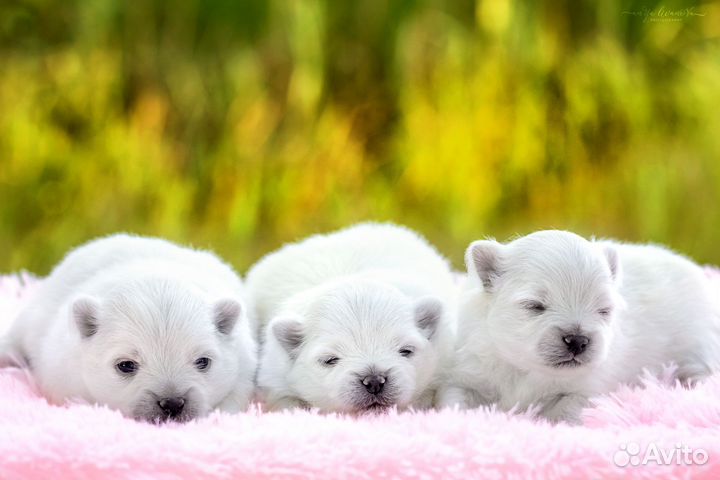 Белые и крем Померанские шпицы