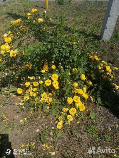 Шиповник декоративный желтый