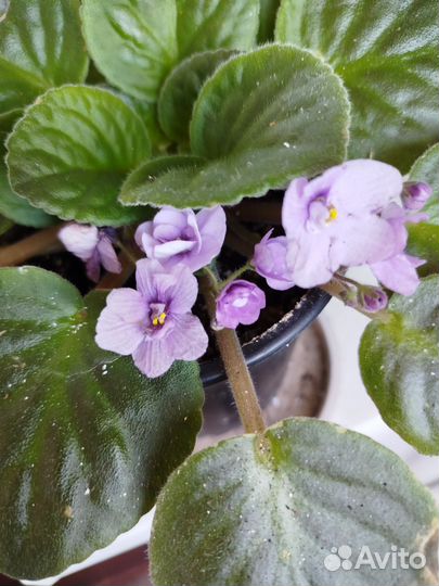 Фиалка фиолетовая нежная