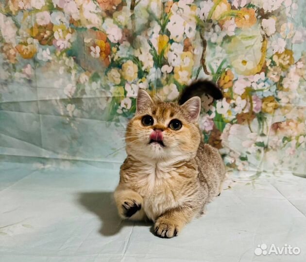 Котята манчкин