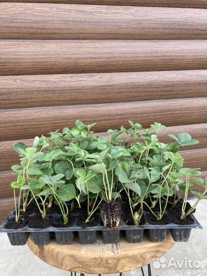 Саженцы клубники, малины, ежевики