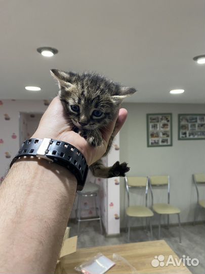 Котята в добрые руки даром
