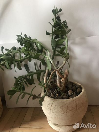 Продам цветы комнатные