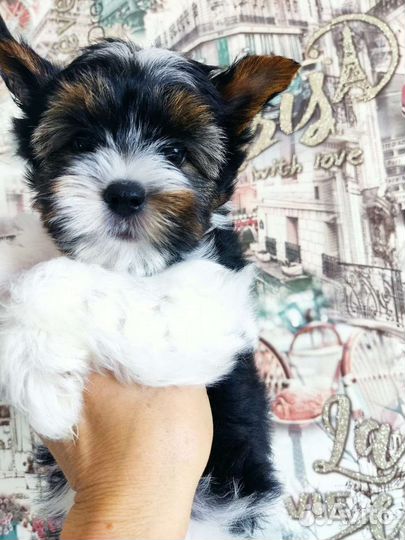 Красивая Девочка Йоркширский терьер бивер