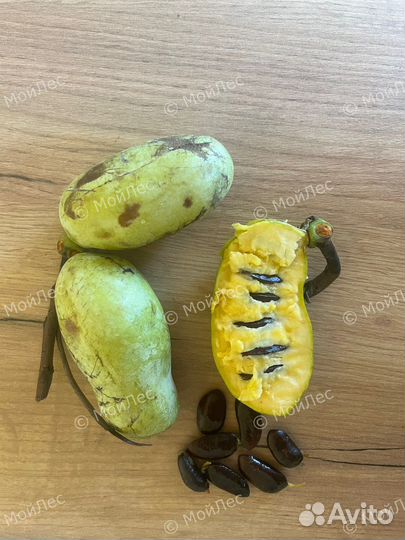 Азимина трилоба, съедобная, сладкая, семена