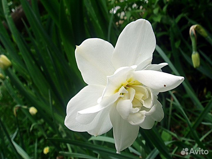 Нарциссы. Тюльпаны