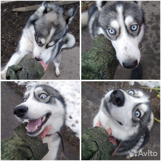 Передержка - гостиница для животных