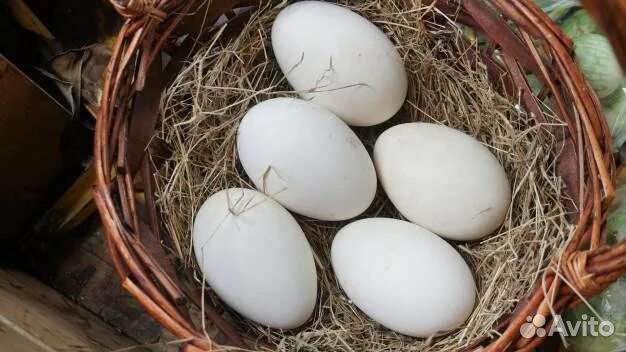 Инкубационное яйцо гусей линда и серые