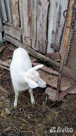 Козы и козочки альпийской и зааненской по