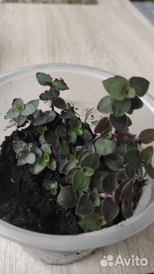 Каллизия ползучая